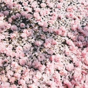 Meet your Posher, Niko